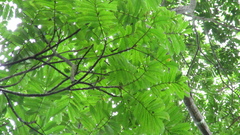 Tachigali panamensis