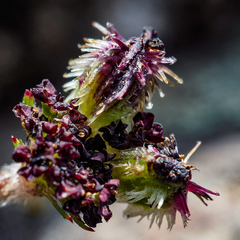Daucus melananthus