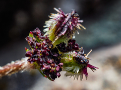 Daucus melananthus