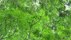 Tachigali panamensis