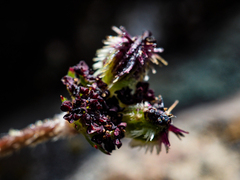 Daucus melananthus