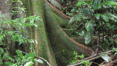 Tachigali panamensis