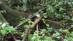 Tachigali panamensis