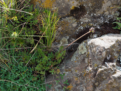Daucus melananthus