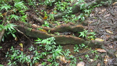 Tachigali panamensis