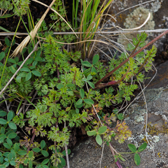 Daucus melananthus