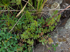 Daucus melananthus