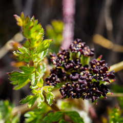 Daucus melananthus