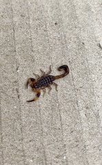 Reddyanus melanodactylus