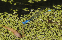 Pseudagrion cingillum
