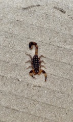 Reddyanus melanodactylus