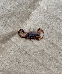 Reddyanus melanodactylus