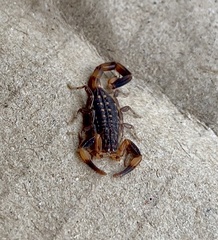 Reddyanus melanodactylus