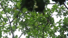 Pseudobombax septenatum