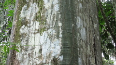 Pseudobombax septenatum