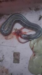 Coelognathus flavolineatus