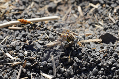 Erpetogomphus compositus