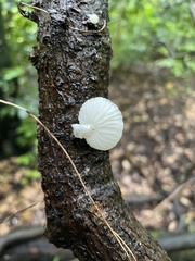 Oudemansiella australis