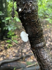 Oudemansiella australis