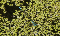 Austroagrion watsoni