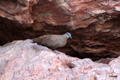 Petrophassa albipennis