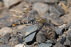 Erpetogomphus compositus