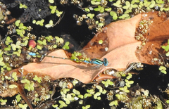 Austroagrion watsoni