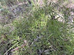 Clematis microphylla