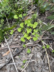 Pelargonium littorale