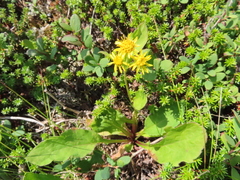 Solidago cuprea