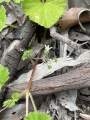 Pelargonium littorale