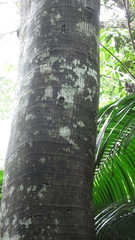 Ficus insipida