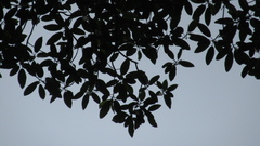 Ficus insipida
