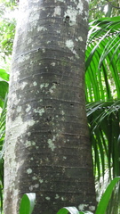 Ficus insipida