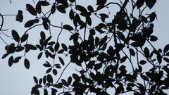 Ficus insipida