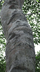Ficus insipida
