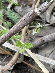 Pelargonium littorale