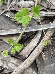Pelargonium littorale