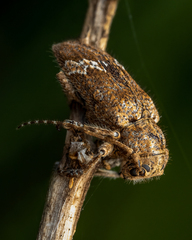Prosoplus bankii