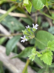 Pelargonium littorale