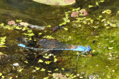 Pseudagrion cingillum