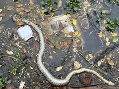 Malayopython reticulatus
