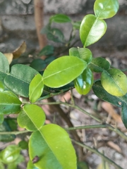 Citrus hystrix