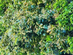 Schizomeria ovata