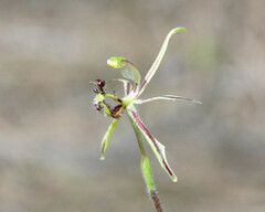 Caladenia barbarossa