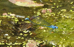 Pseudagrion cingillum