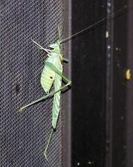 Insara elegans