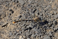 Erpetogomphus compositus