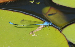 Pseudagrion cingillum