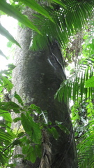 Ficus insipida